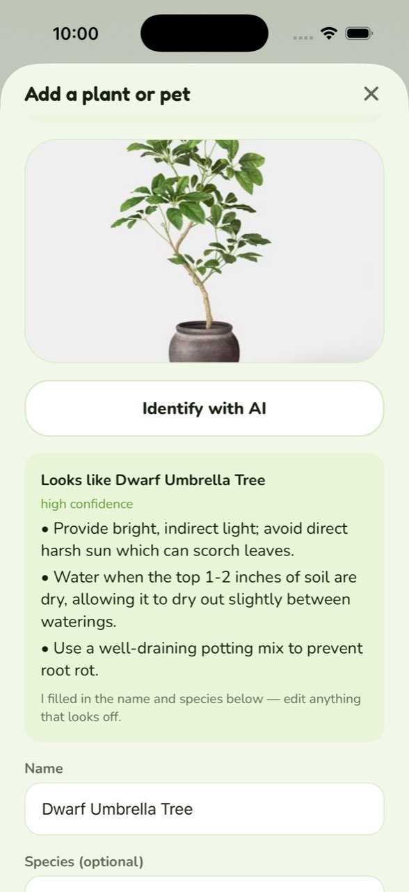 PawBloom identifying a dwarf umbrella tree from a photo, with care tips
